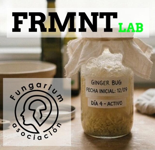 Fermenta amb Fungarium · Gingerbug