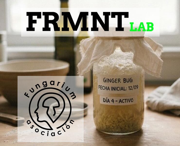 Fermenta amb Fungarium · Gingerbug